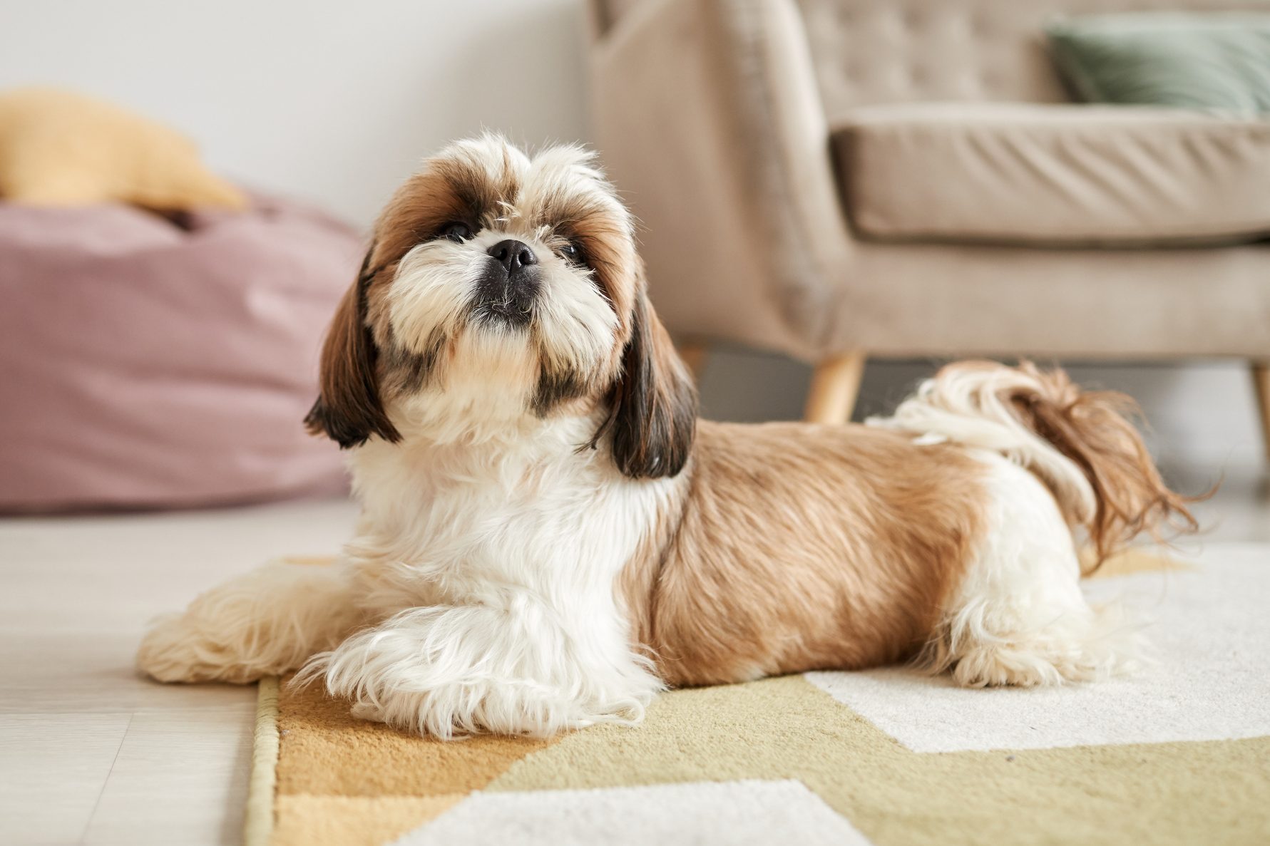 A fluffy dog lies on a patterned rug in a cozy room with a sofa and cushions in the background.