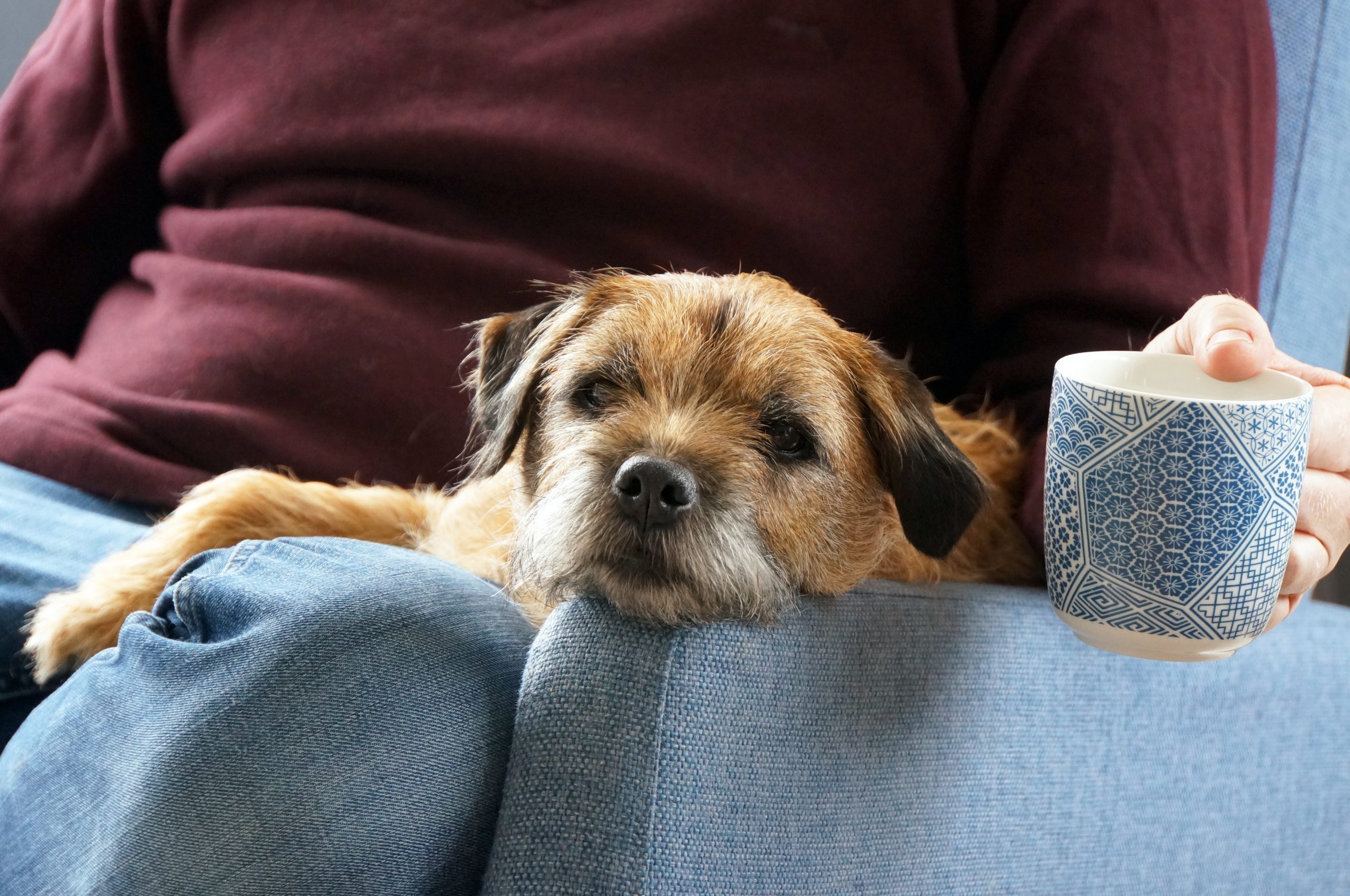 Dog rests head on blue chair; person in burgundy sweater holds patterned mug, sitting casually.