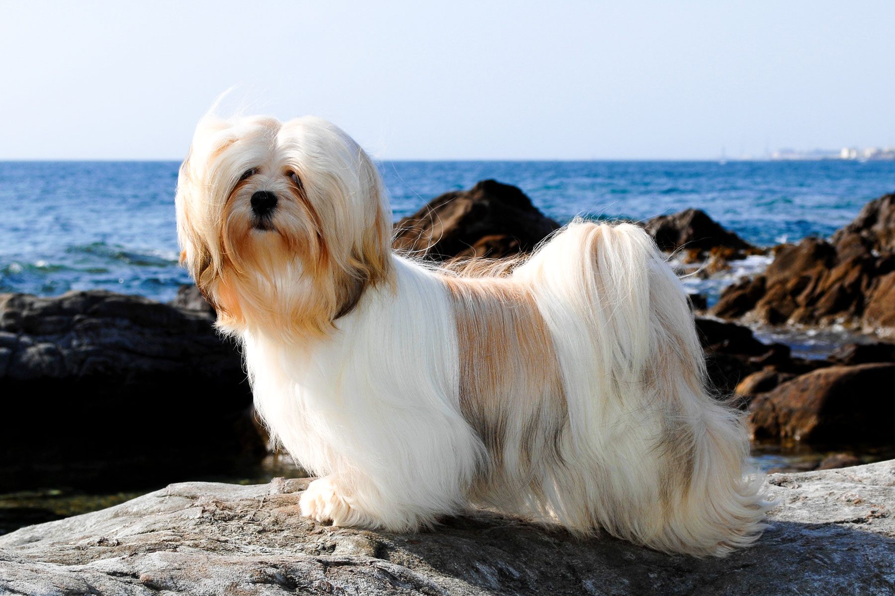 A fluffy dog stands on rocks beside the ocean, its long fur blowing gently in the breeze.