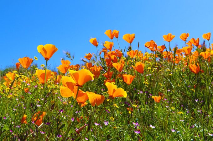 California Poppy on the Hill at Diamond Valley Lake