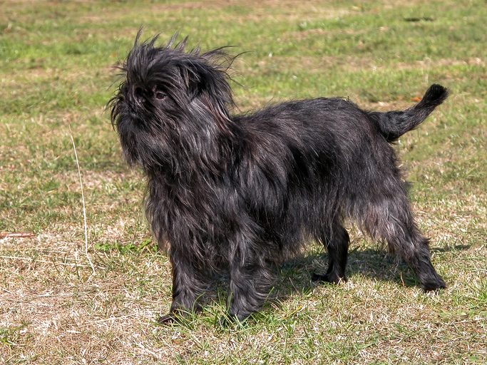 Shaggy black dog stands, gazing around, on a grassy field.