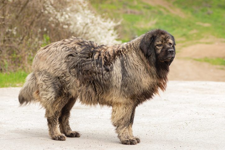The large, fluffy dog stands on a paved path, surrounded by greenery and distant bushes.