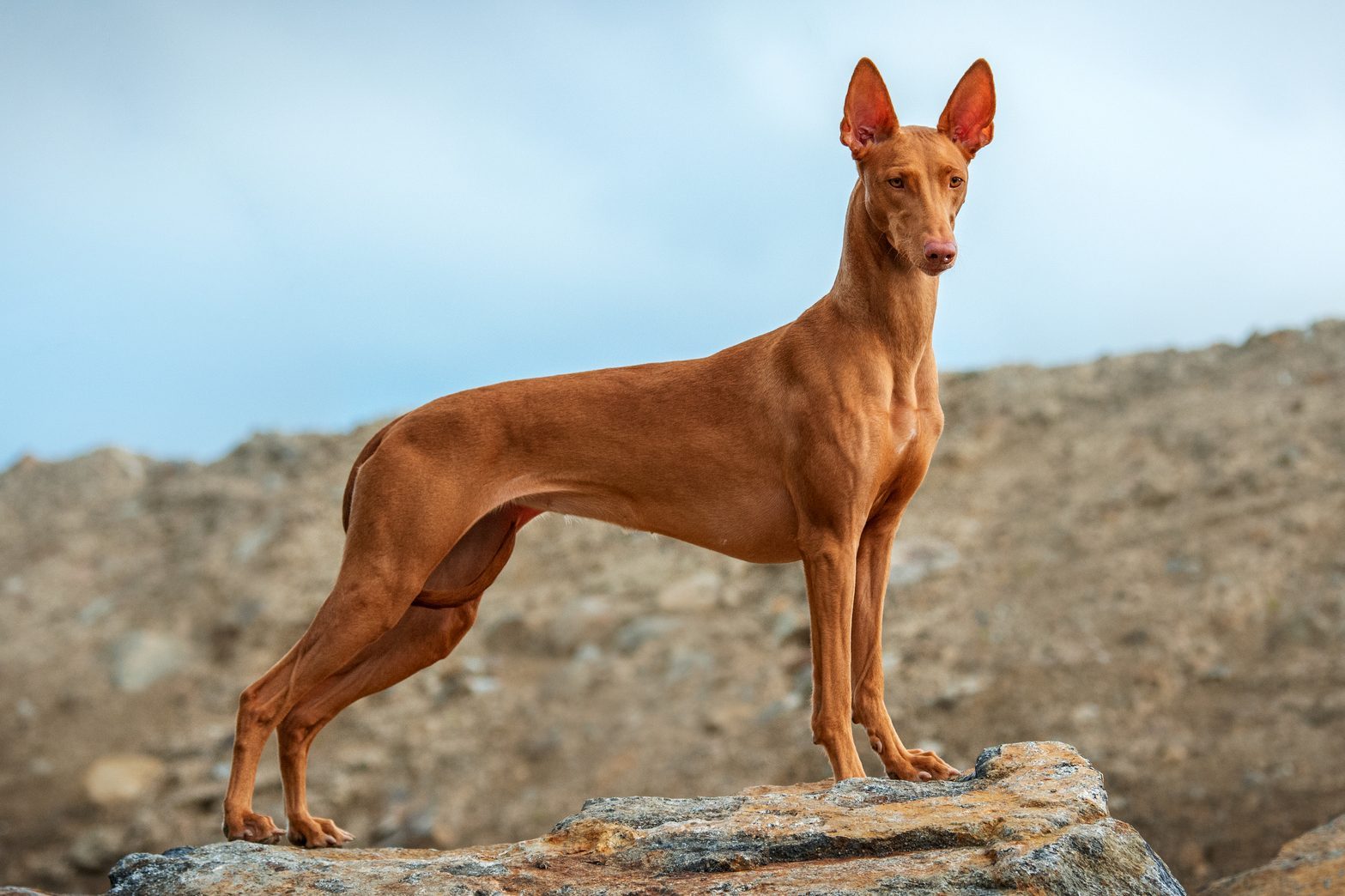 A very beautiful dog Pharaoh Hound stands and poses on a stone on a summer evening.