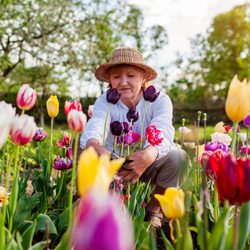 A person tends colorful tulips in a garden, surrounded by blooming flowers and lush green trees under a bright sky.