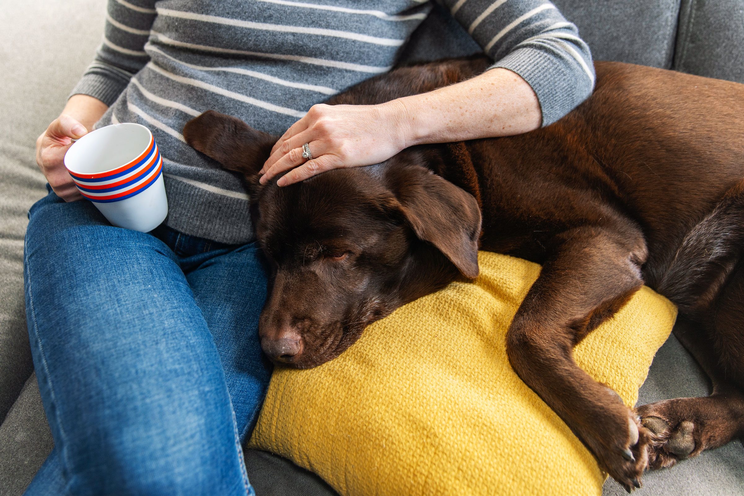 A chocolate lab rests on a yellow pillow. A person in jeans and a striped shirt holds a mug, sitting on a gray couch.