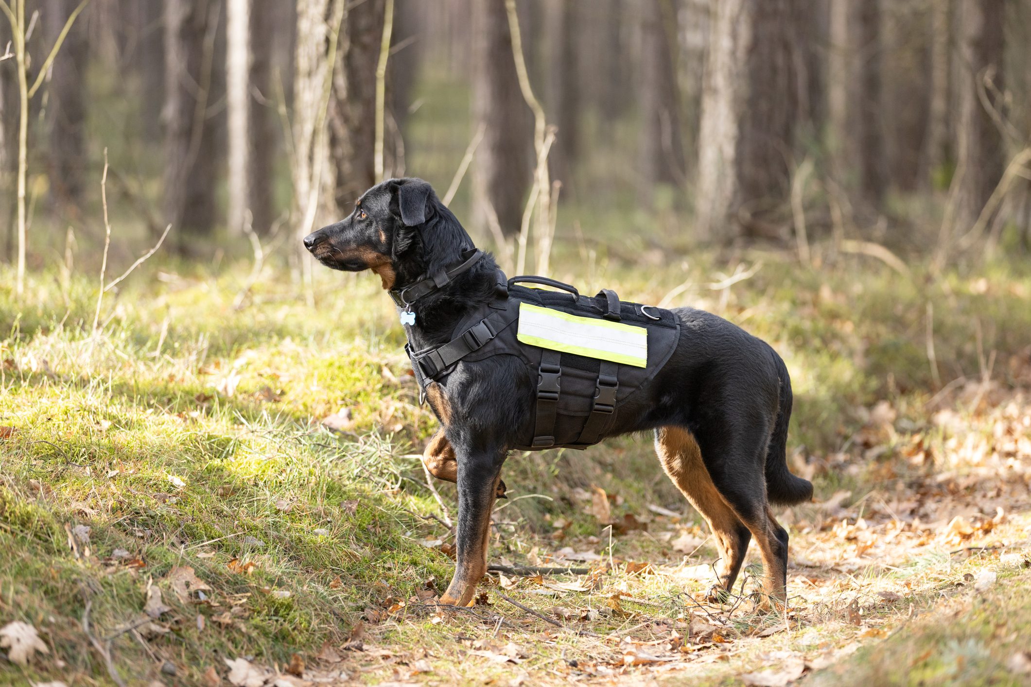 Dog wearing a tactical vest stands alert in a sunlit forest clearing, surrounded by trees and patches of grass.