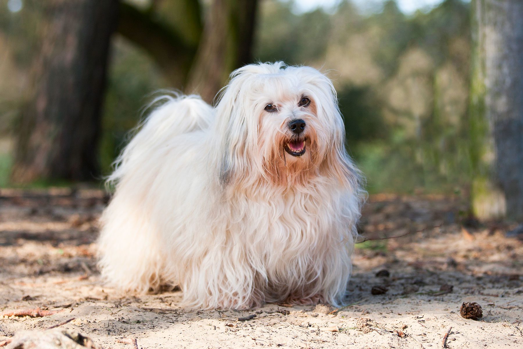Fluffy white dog stands happily, mouth open, in a sunlit, wooded area with trees and scattered leaves on the ground.