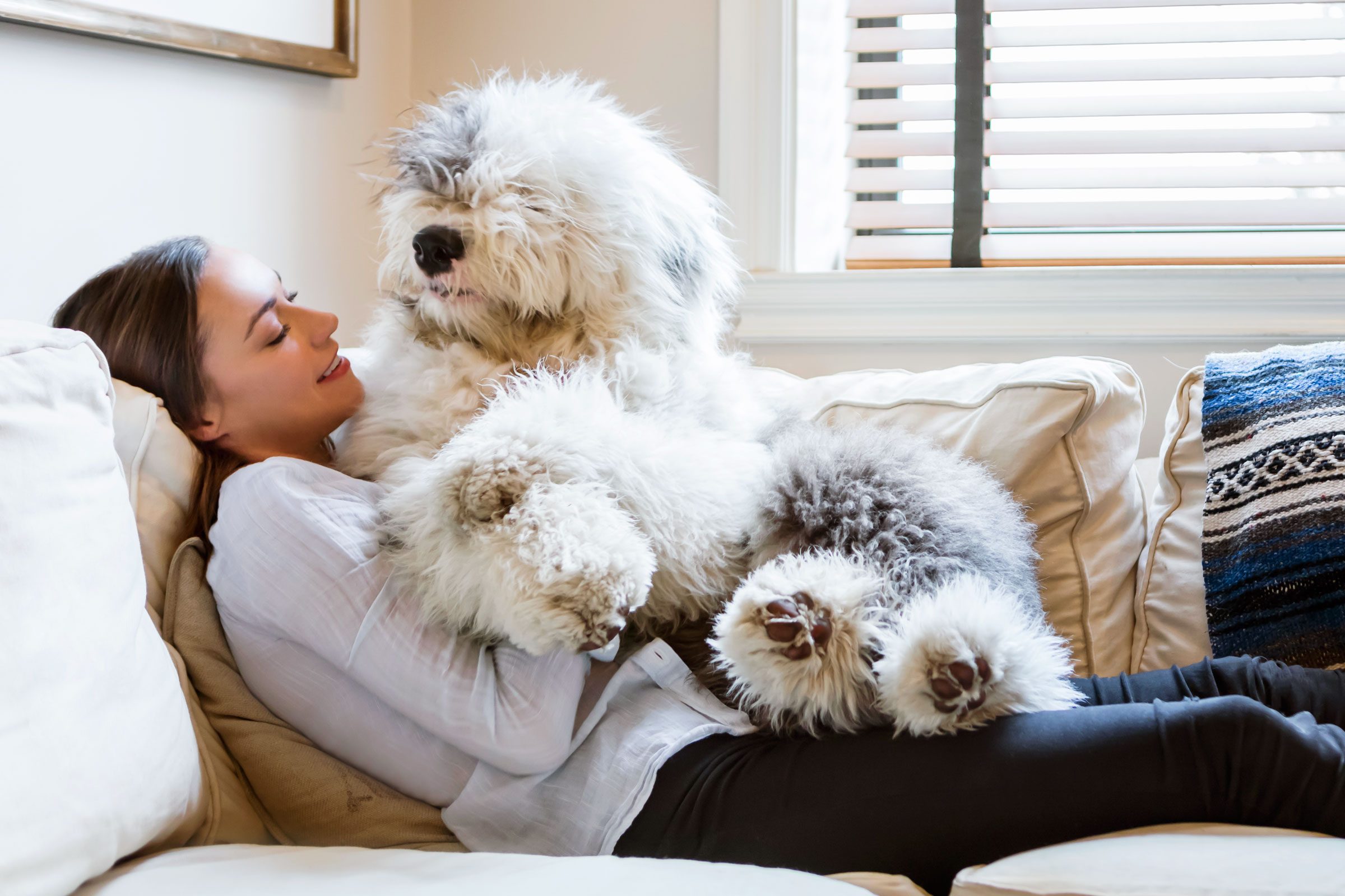 A large, fluffy dog rests on a person lying on a beige sofa, near a window with blinds and a blue-patterned pillow.