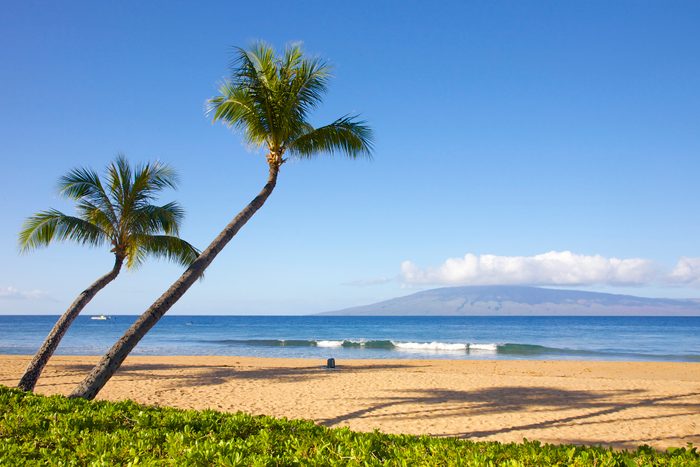 Two palm trees lean on a sandy beach, overlooking a calm ocean under a clear blue sky with distant island.