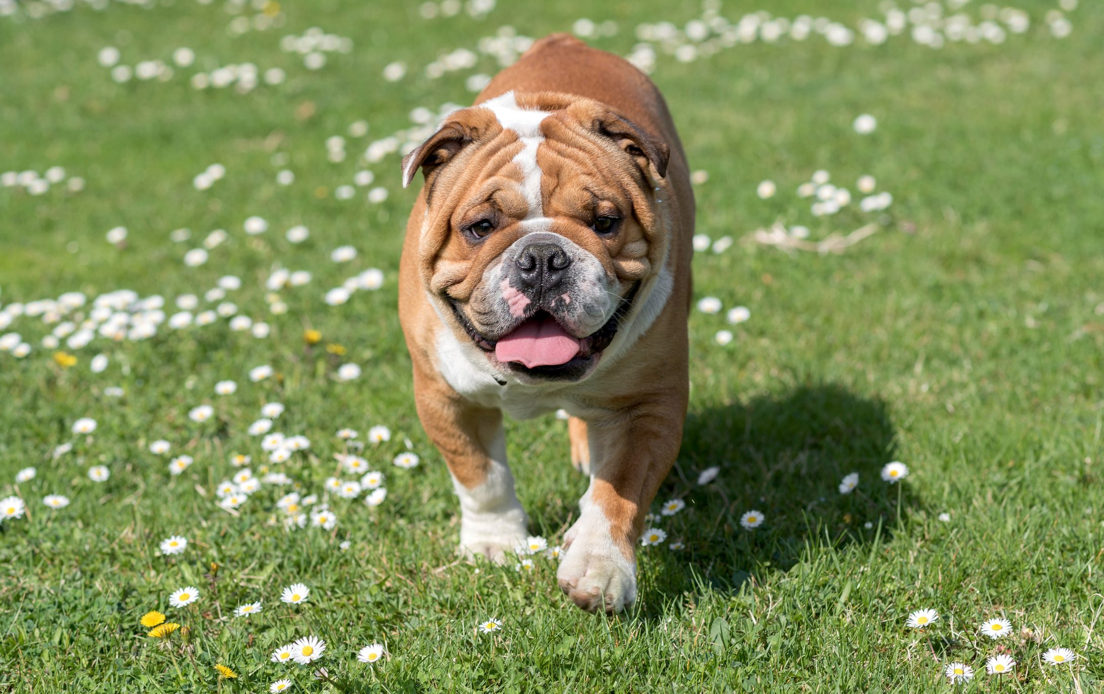 Bulldog on the field