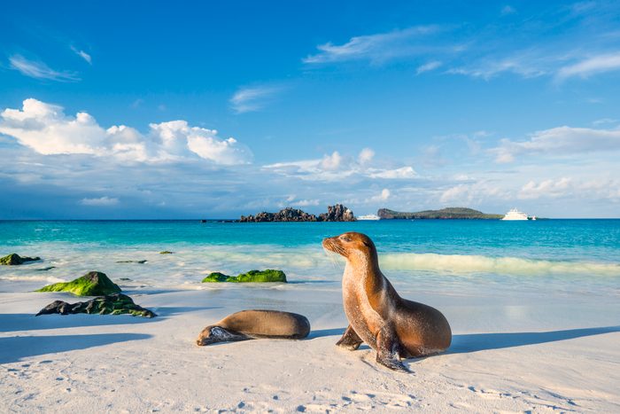 Sea lions bask on a sandy beach, framed by blue ocean and distant rocky islands under a clear sky.