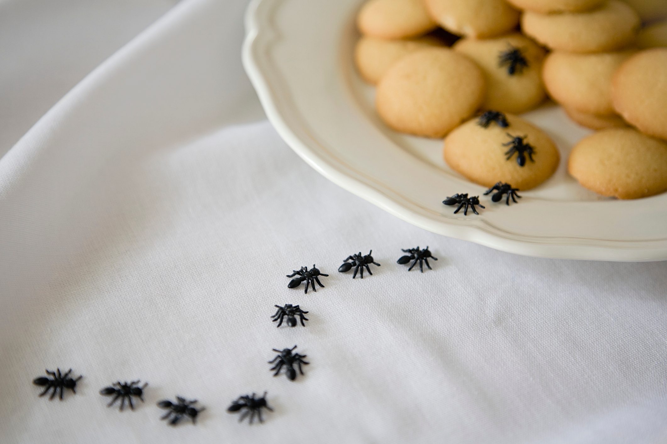Plastic ants appear to crawl over cookies on a white plate and tablecloth.