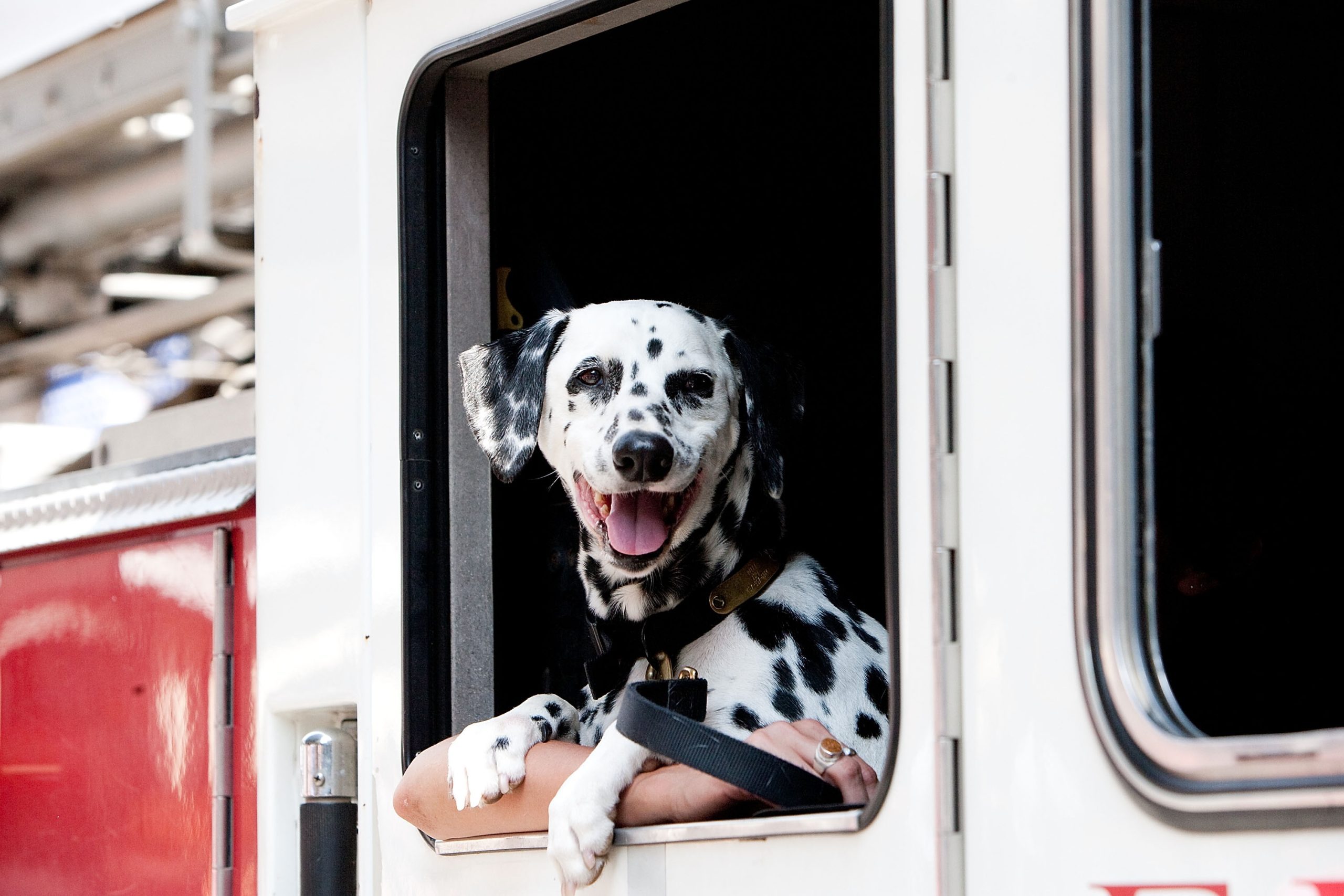 Why Are Dalmatians Fire Dogs? Historians Explain