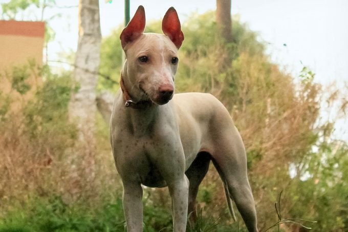 Jonangi dog standing near bushes