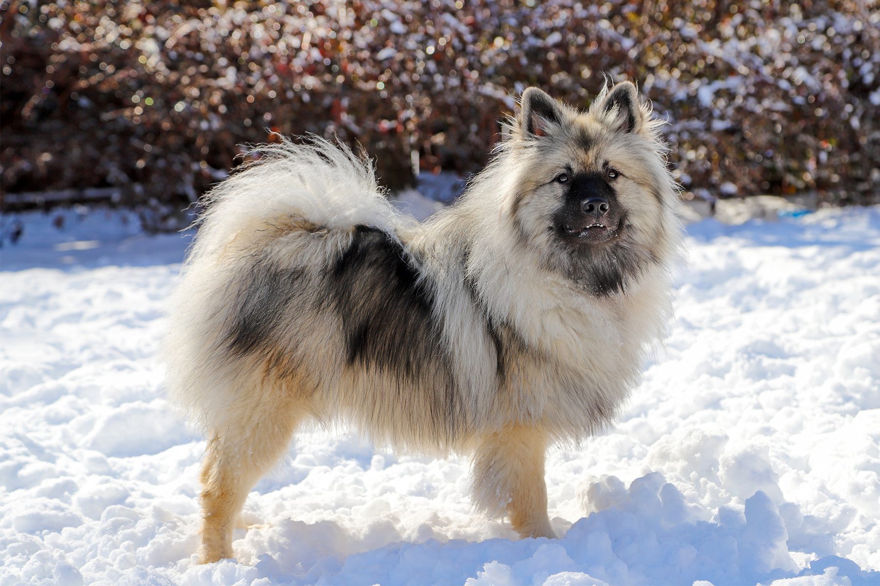 Fluffy dog stands alert on snowy ground, surrounded by snow-covered bushes in bright sunlight.