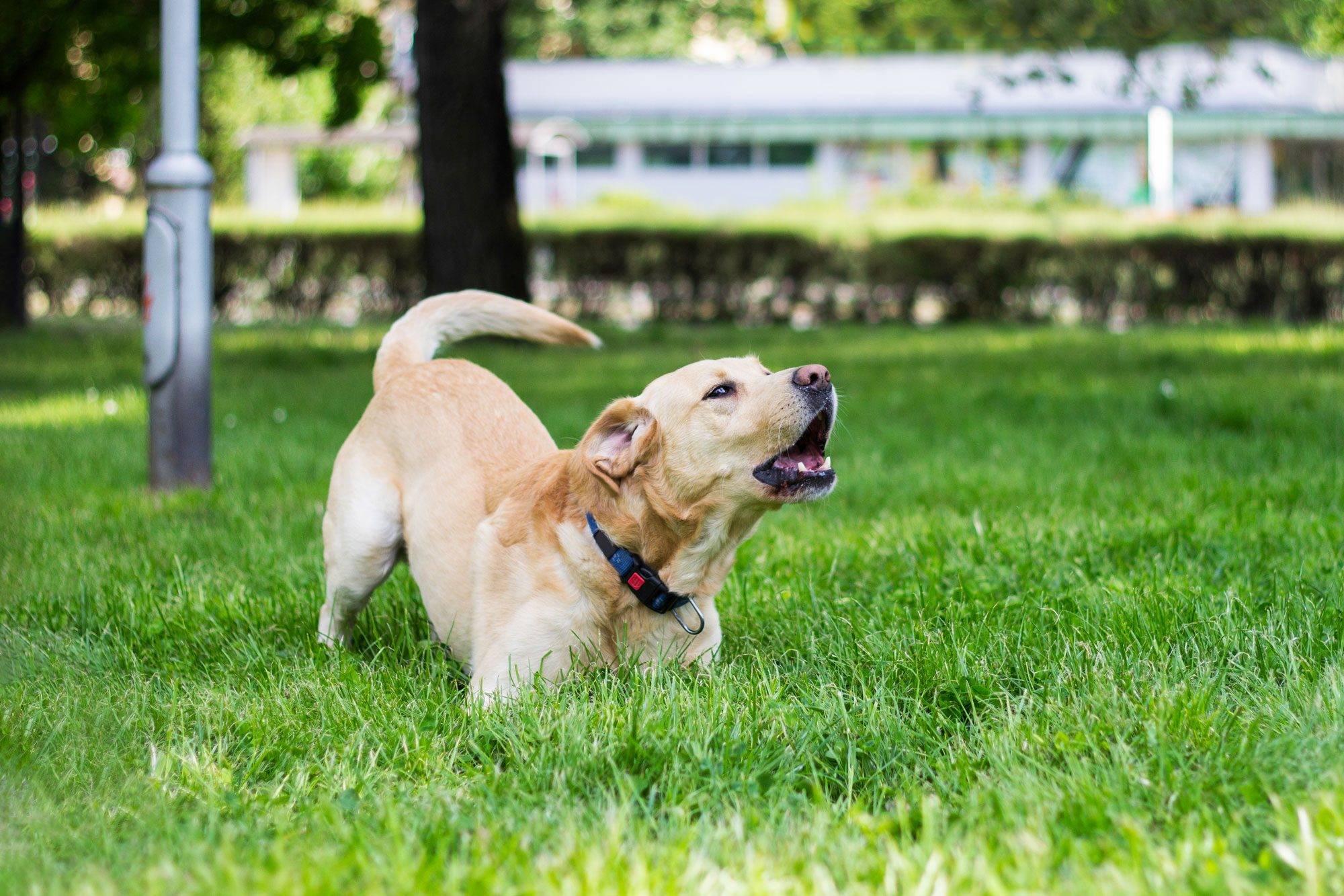 Labrador Dog Barking And Playing In The City Park