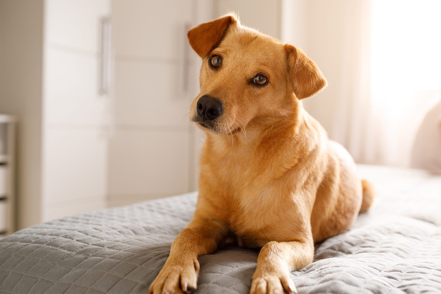 A brown dog lies on a bed, tilting its head slightly, in a warmly lit room with white walls.