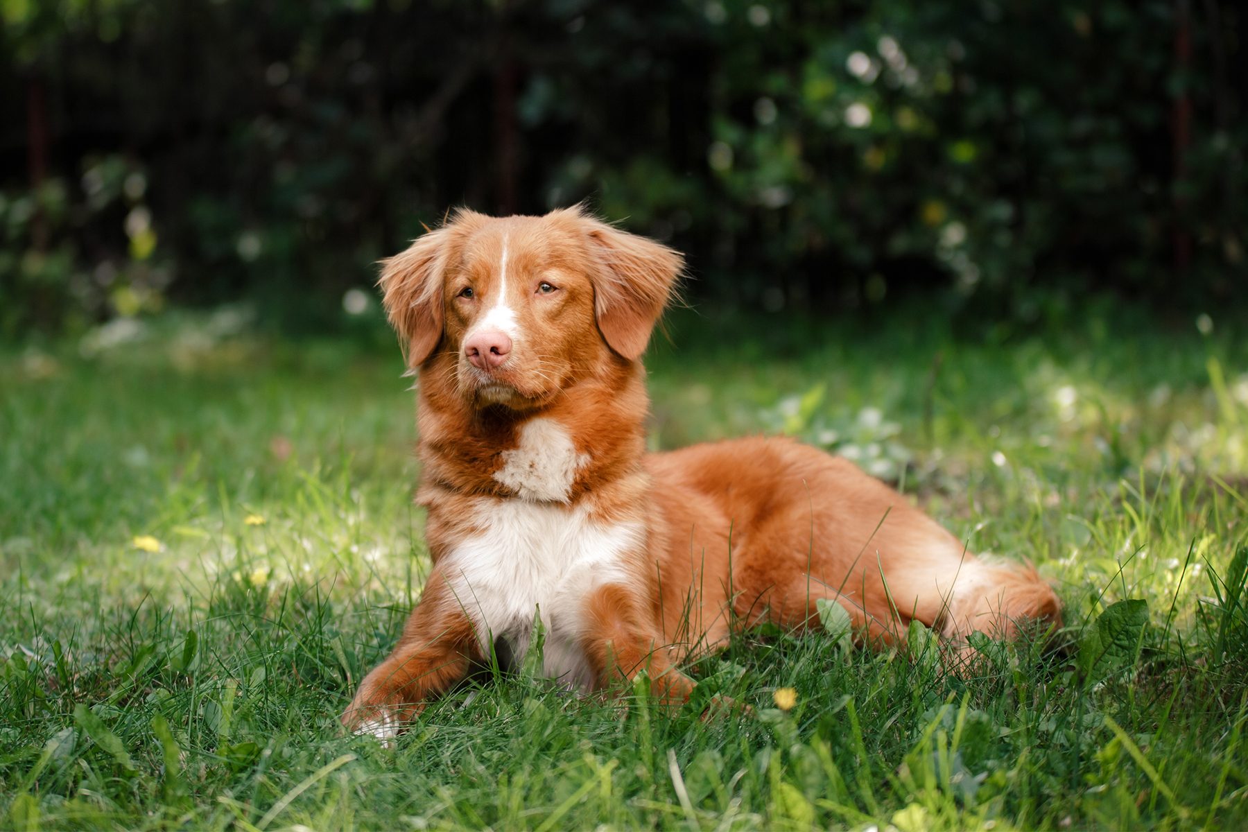 Dog lying comfortably in the grass, surrounded by a lush green garden, looking attentive.