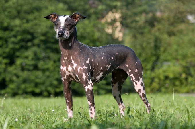 Peruvian Inca Orchid Hairless Dog Standing In Grass On A Sunny Day