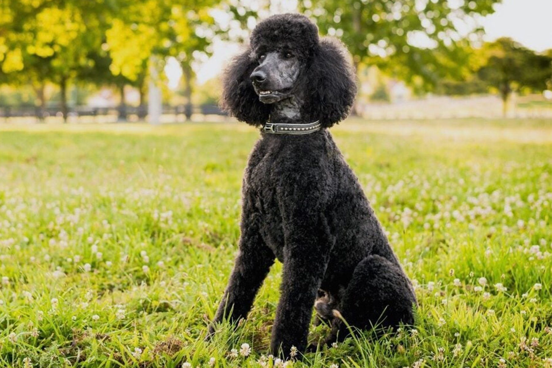 A black poodle sits attentively on lush green grass in a park with trees in the background.