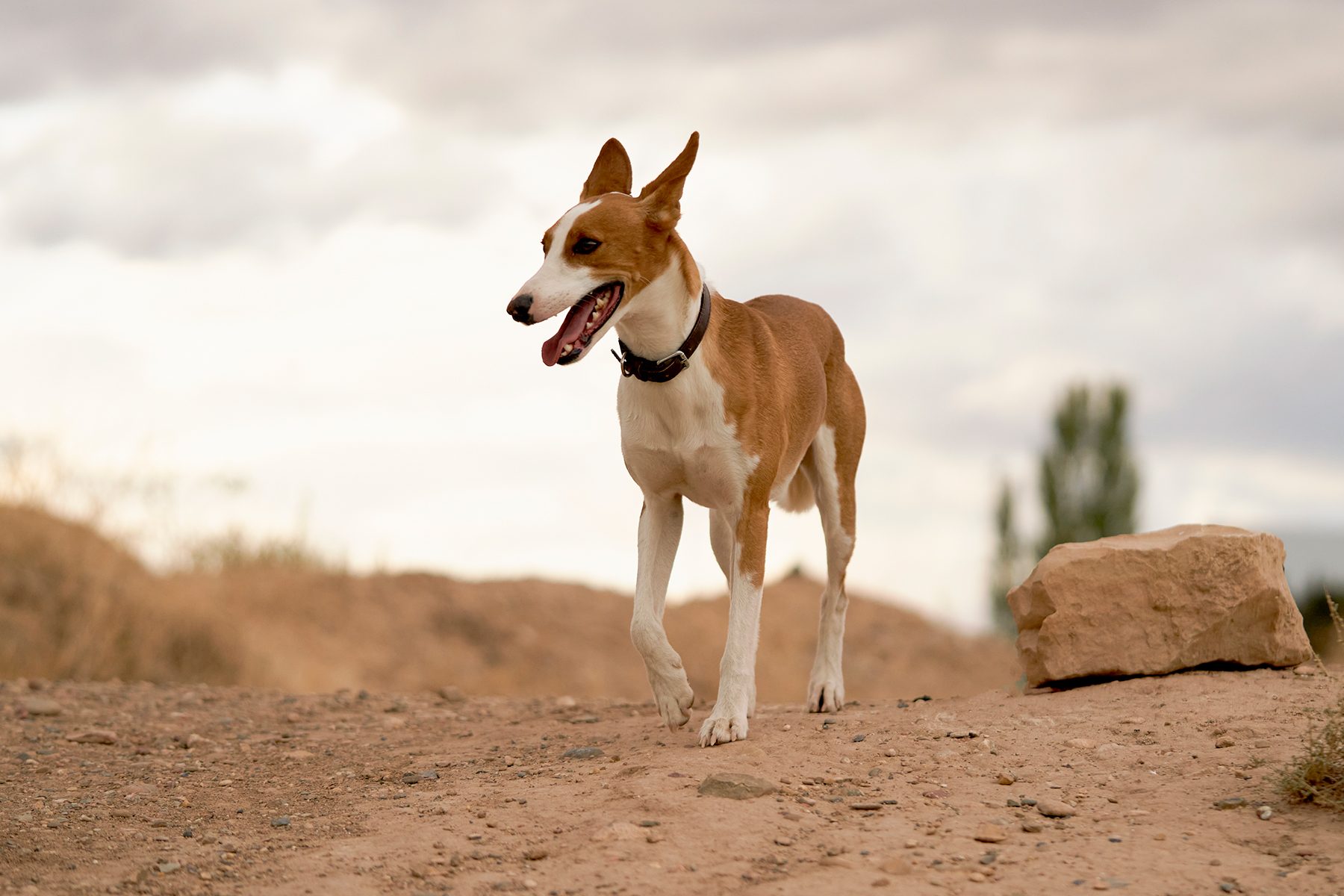 A dog walks on a rocky path, mouth open, with a cloudy sky and sparse vegetation in the background.