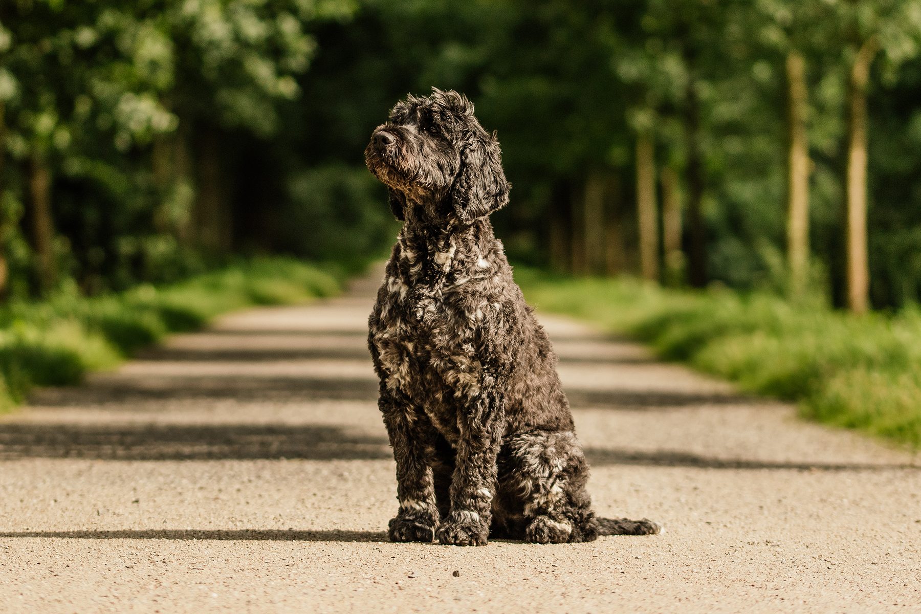 A curly-haired dog sits calmly on a sunlit dirt path, surrounded by lush green trees.
