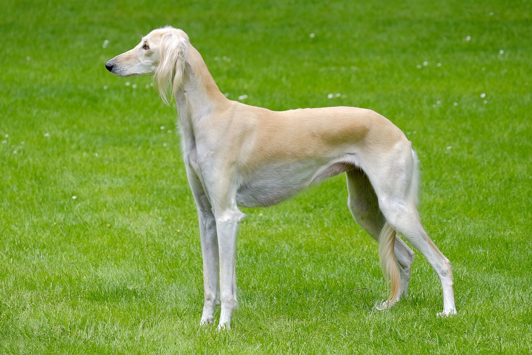 A slender, tan dog stands attentively on lush, green grass, facing left, with long ears slightly draping down.