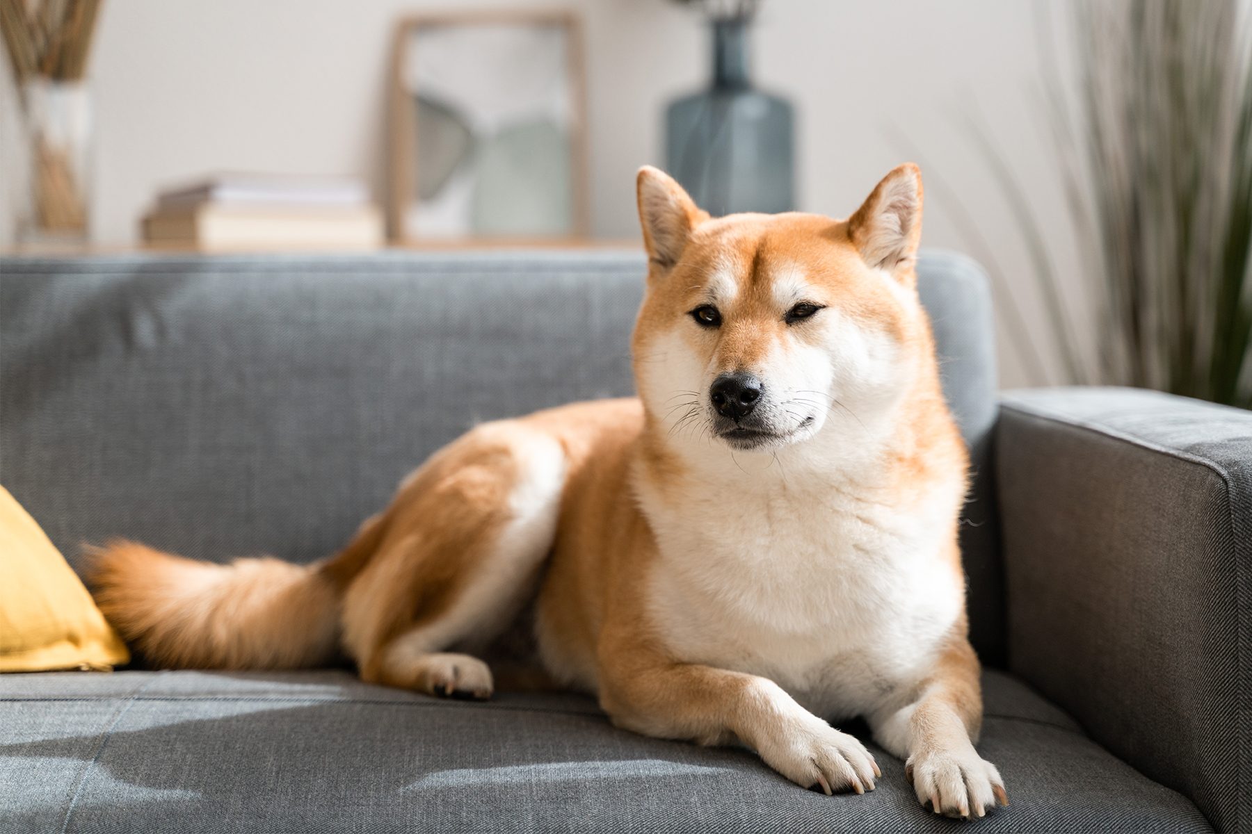 Shiba Inu lounges on a gray couch in a well-lit living room, framed by books and plants in the background.