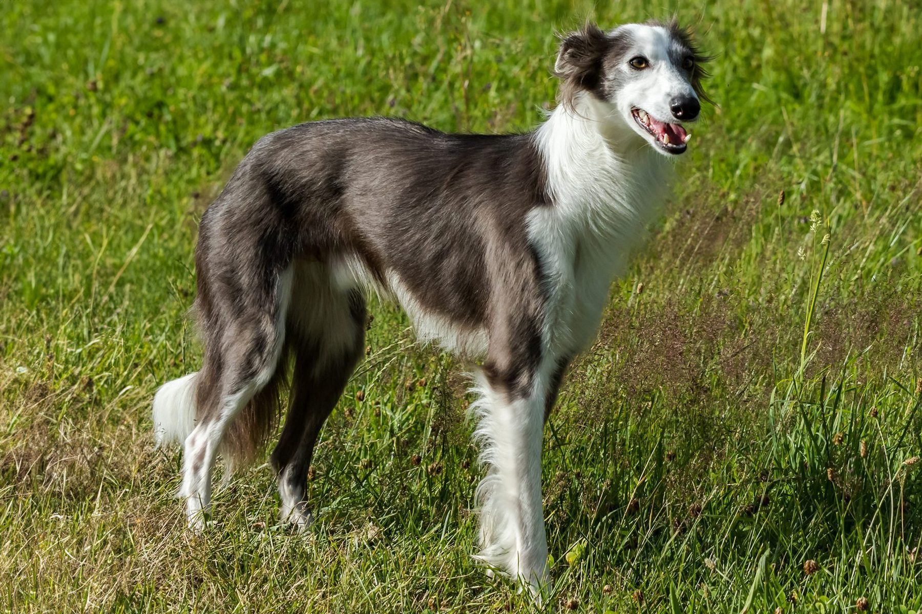 A fluffy dog stands in a grassy field, looking alert and content with mouth slightly open.