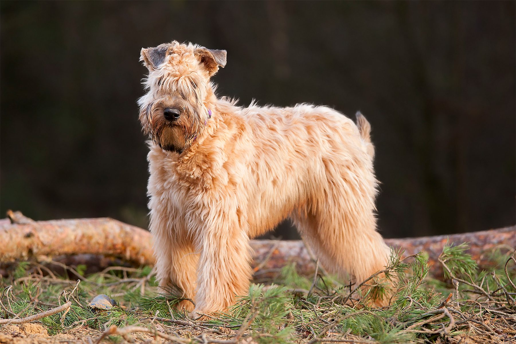A fluffy, light brown dog stands alert among fallen branches in a forested area.