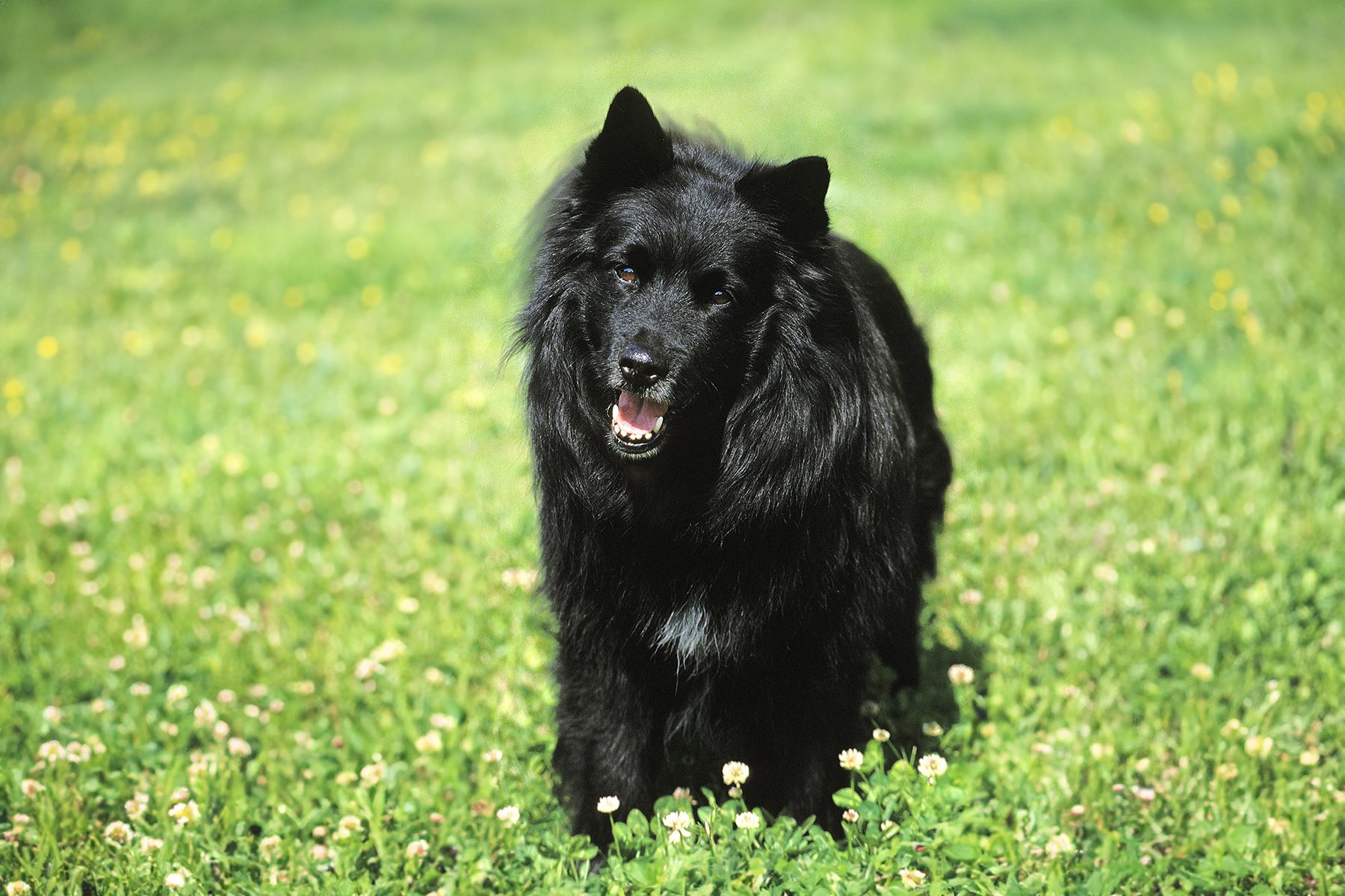A fluffy black dog stands on lush green grass with scattered small white flowers.