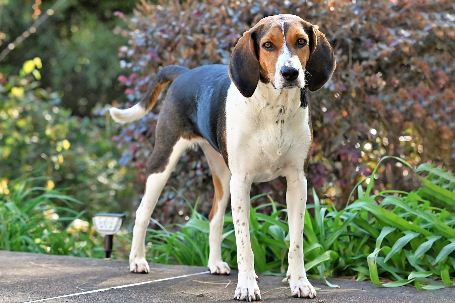 A beagle stands alert on a patio, surrounded by lush green plants and a background of bushes.