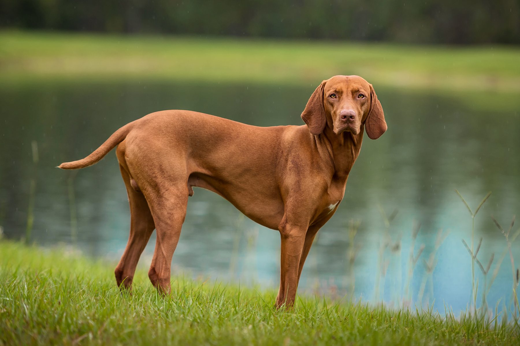 A brown dog stands alert on grassy ground, near a calm pond, surrounded by greenery.