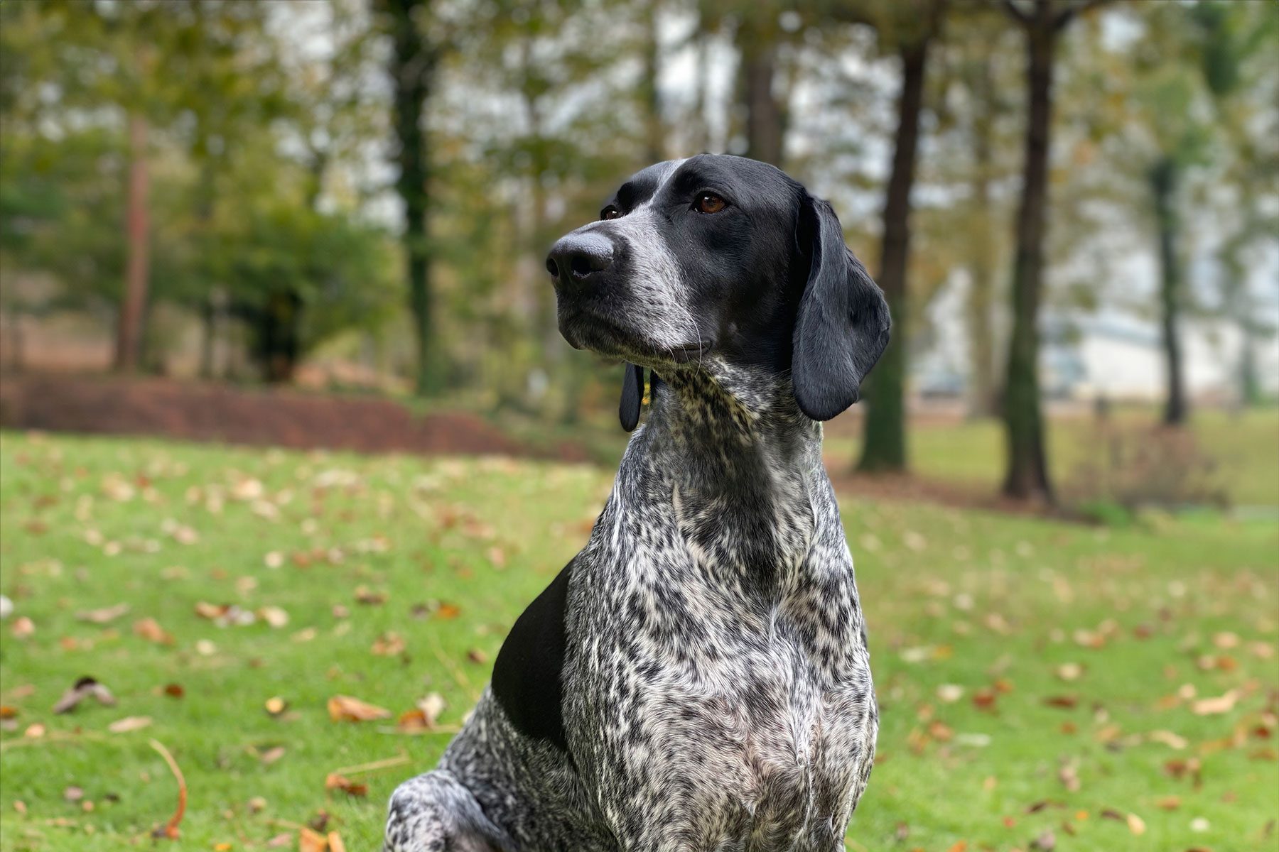 German shorthaired pointer