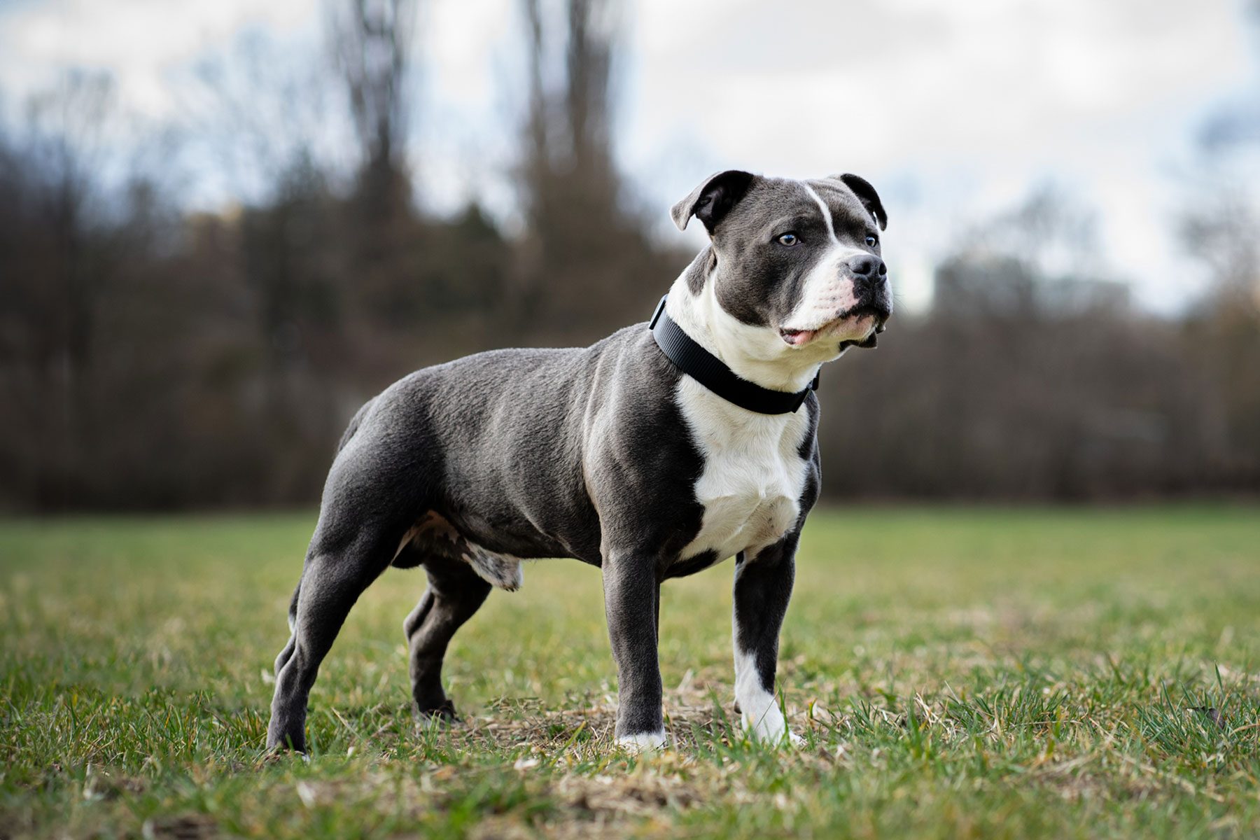 Staffordshire bull terrier