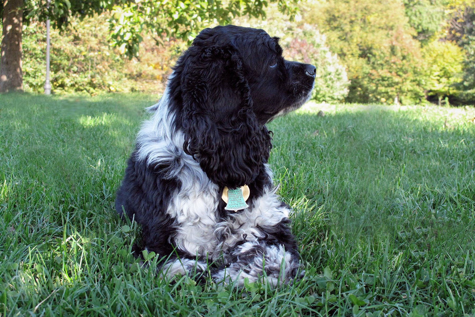 Cocker Spaniel Dog 