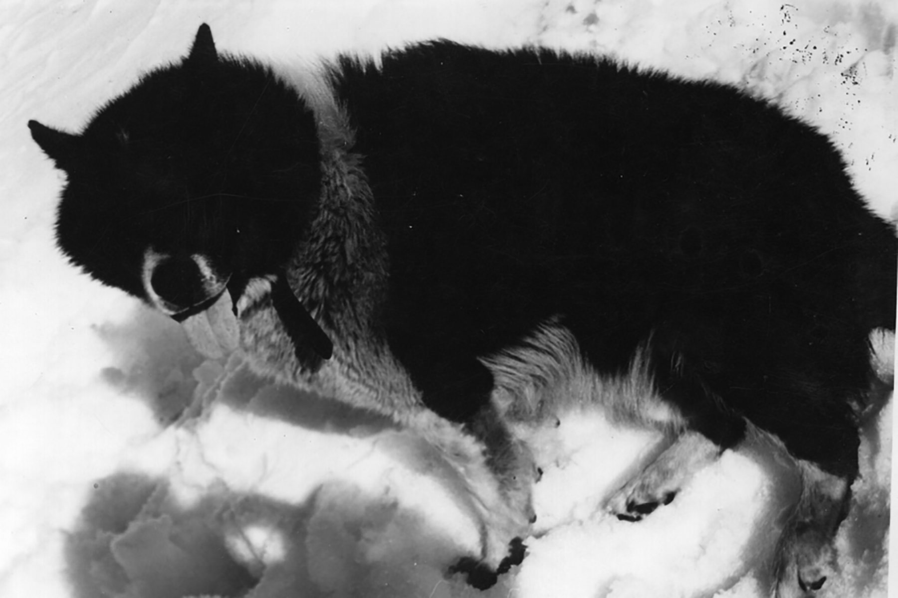 Dog lies resting on snowy ground, tongue out, surrounded by footprints.