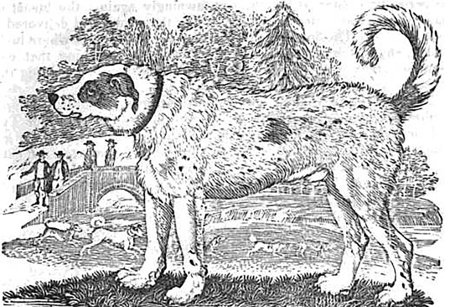 Dog stands alert; people cross arched bridge; two dogs play nearby; trees and grass form scenic backdrop.
