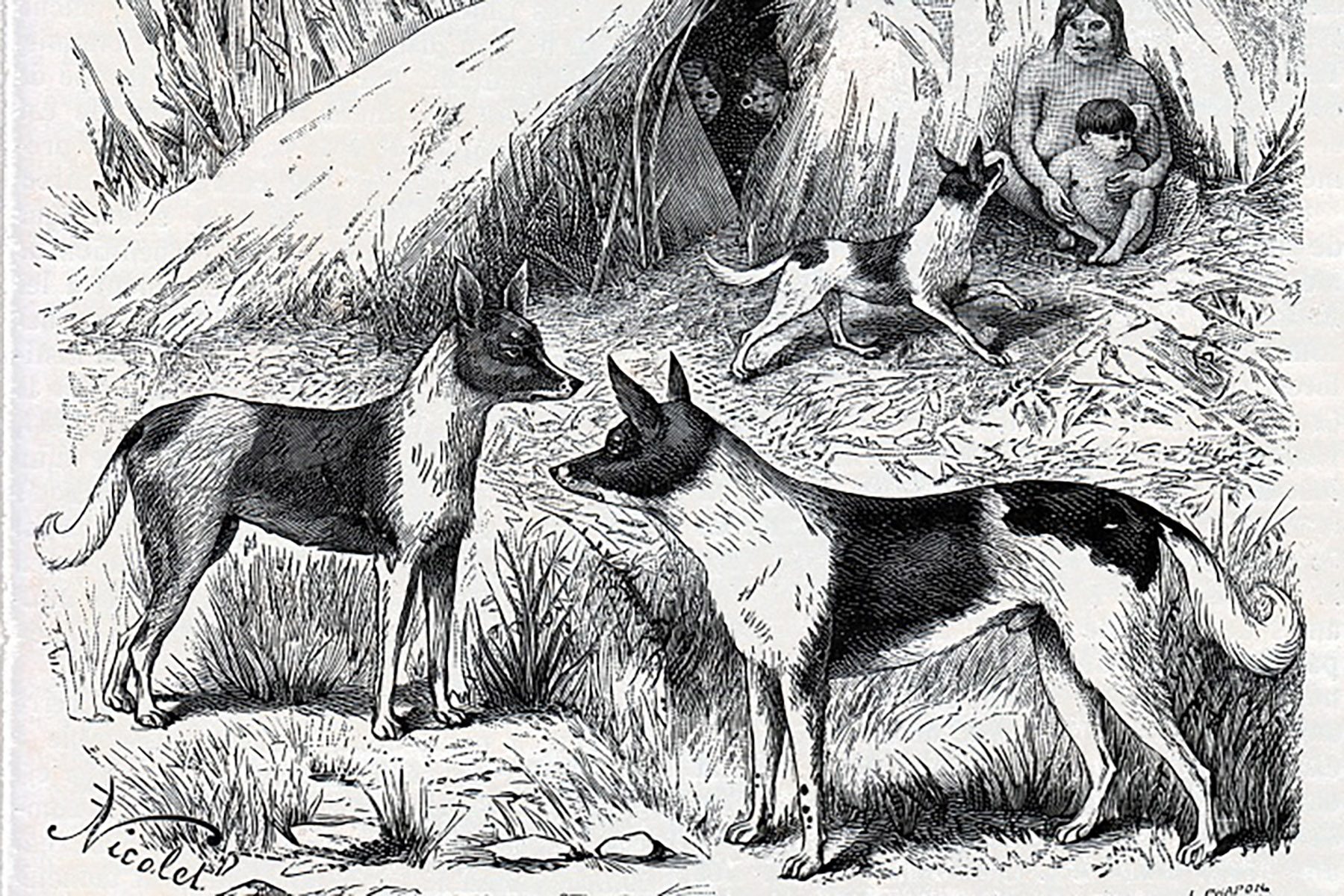 Dogs standing and playing near a tepee, where two people observe. Grassy landscape surrounds the scene.