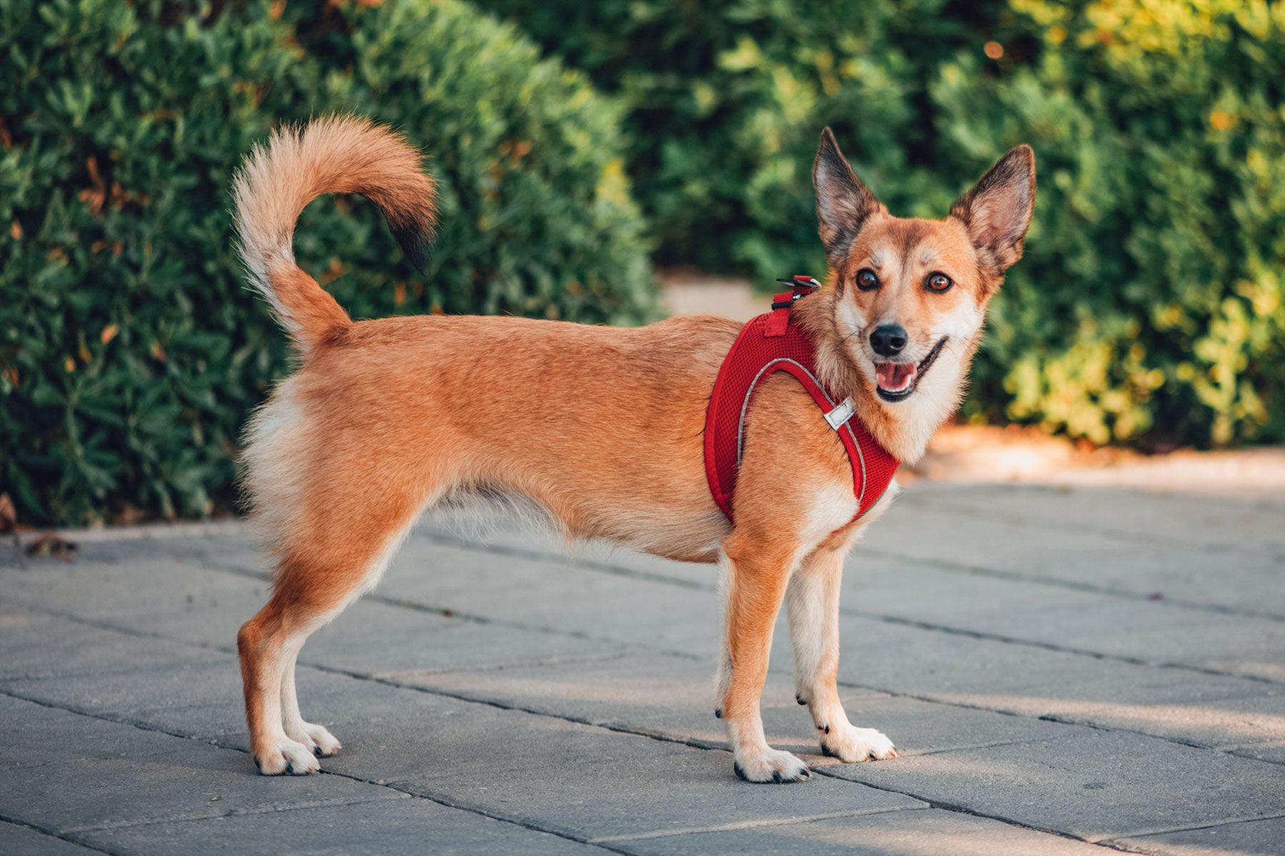 Dog wearing red harness stands on a paved path, surrounded by green bushes.