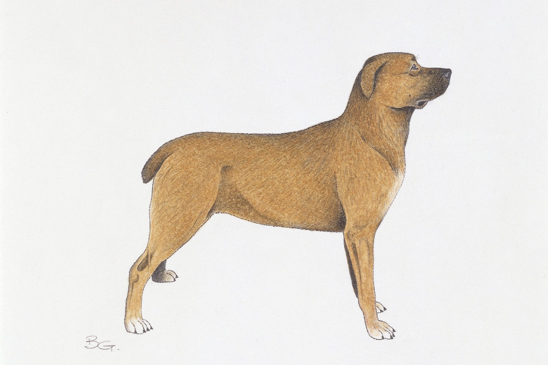 Dog standing alertly, facing right, with a short brown coat against a plain white background.
