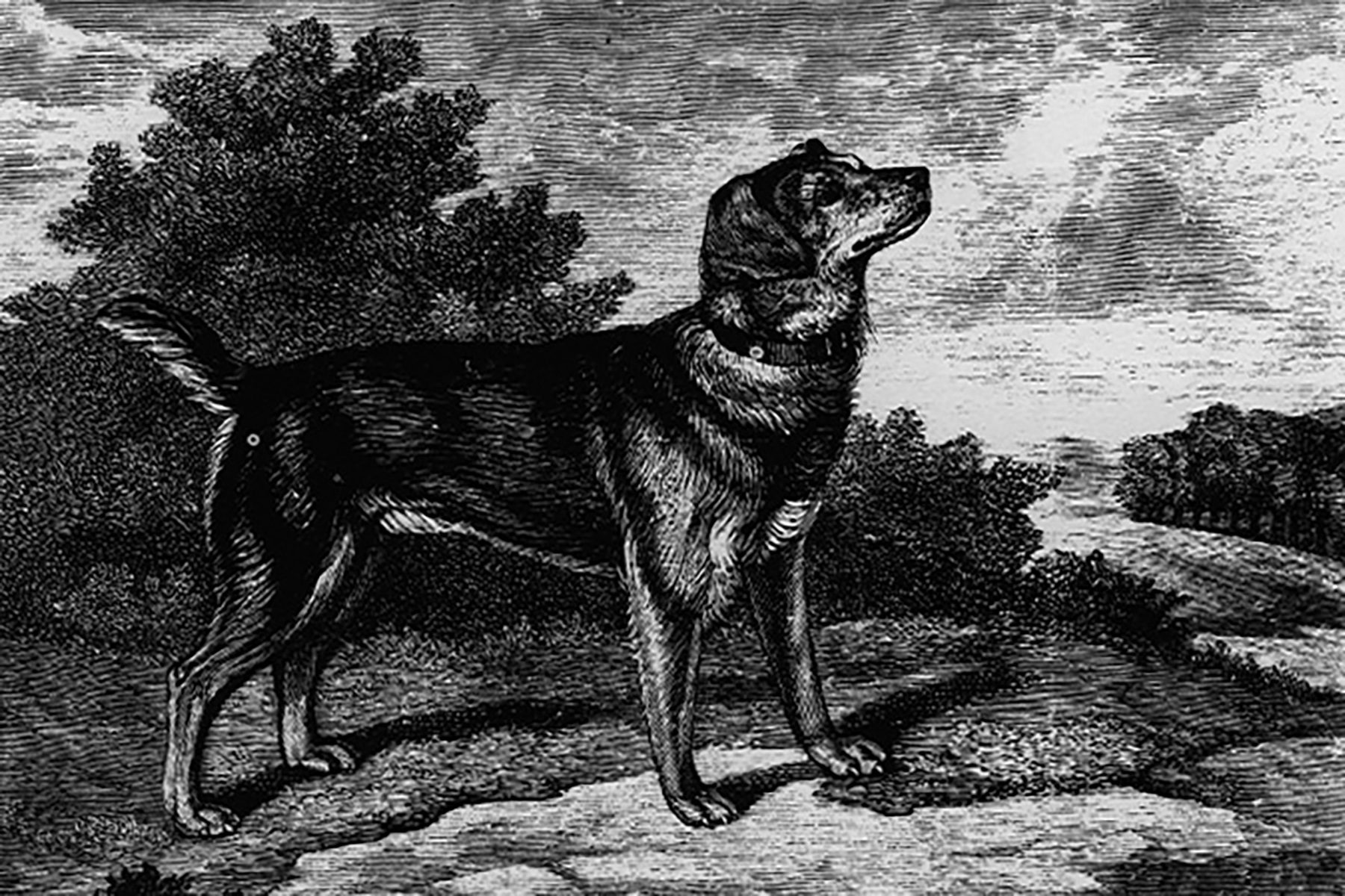 A dog stands alert, facing sideways, on a rocky terrain with trees and a cloudy sky in the background.