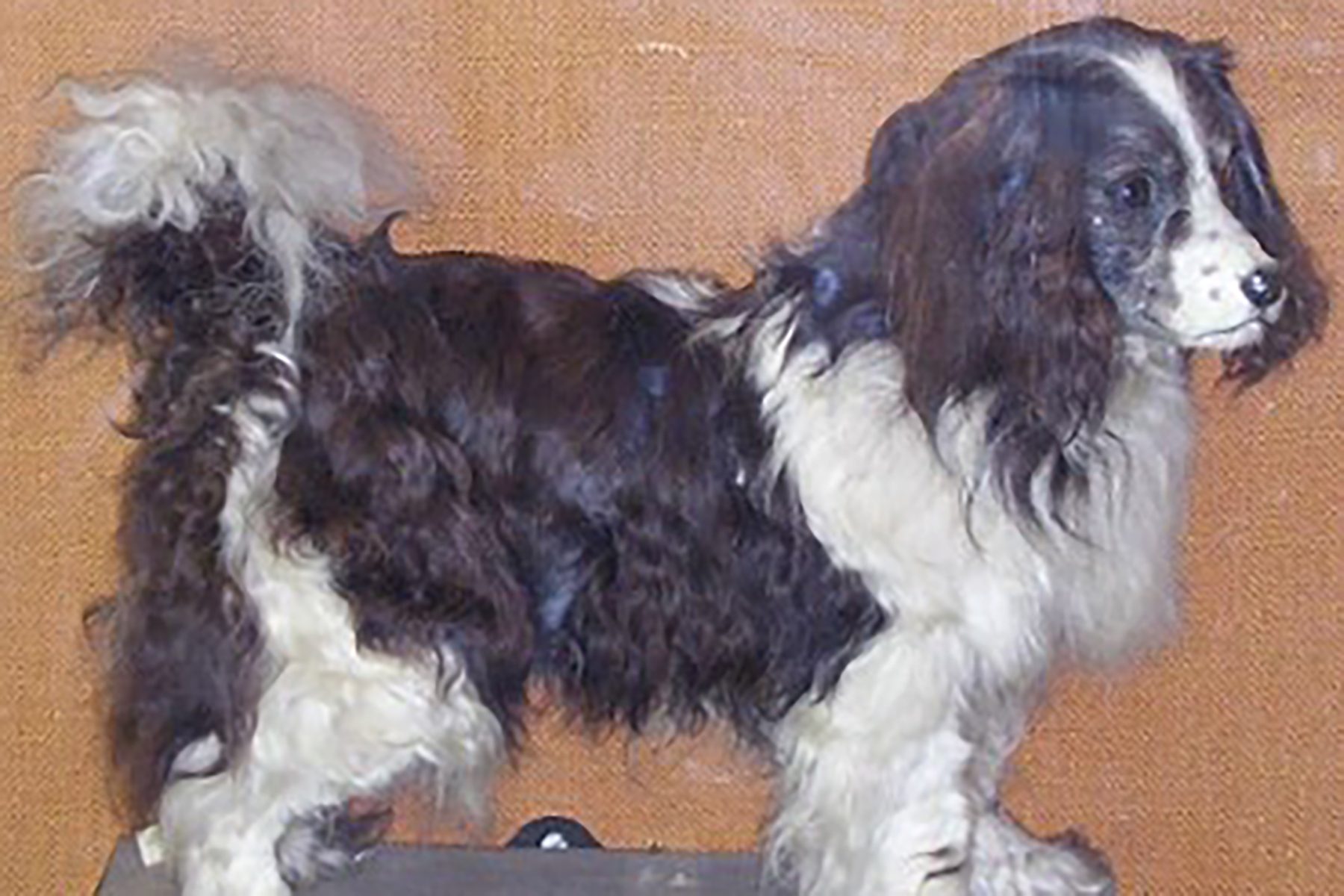 Fluffy dog standing, tail raised, against a textured brown background.