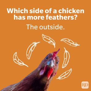 Chicken stares curiously, surrounded by white feathers on an orange background. Text reads, 