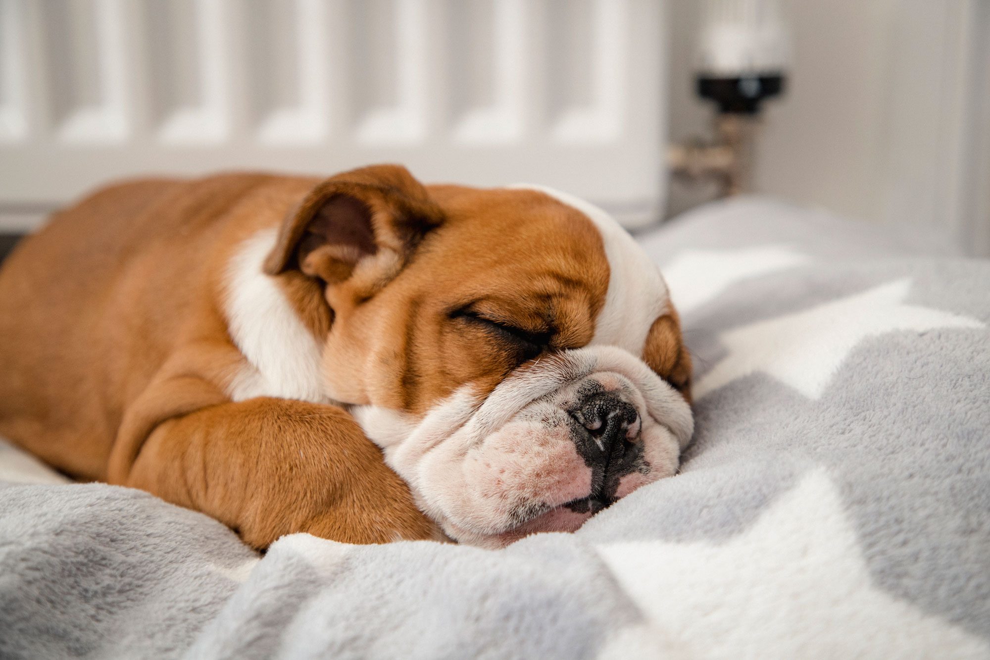 A sleeping brown and white bulldog rests peacefully on a soft, star-patterned blanket indoors.