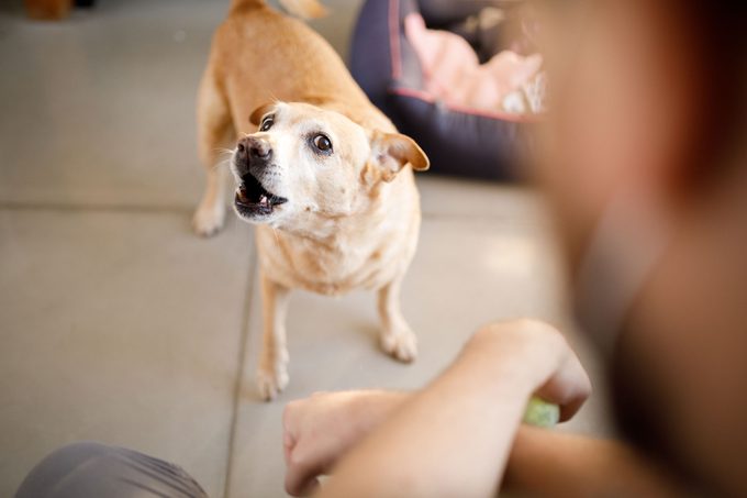 Dog Barking At Its Owner