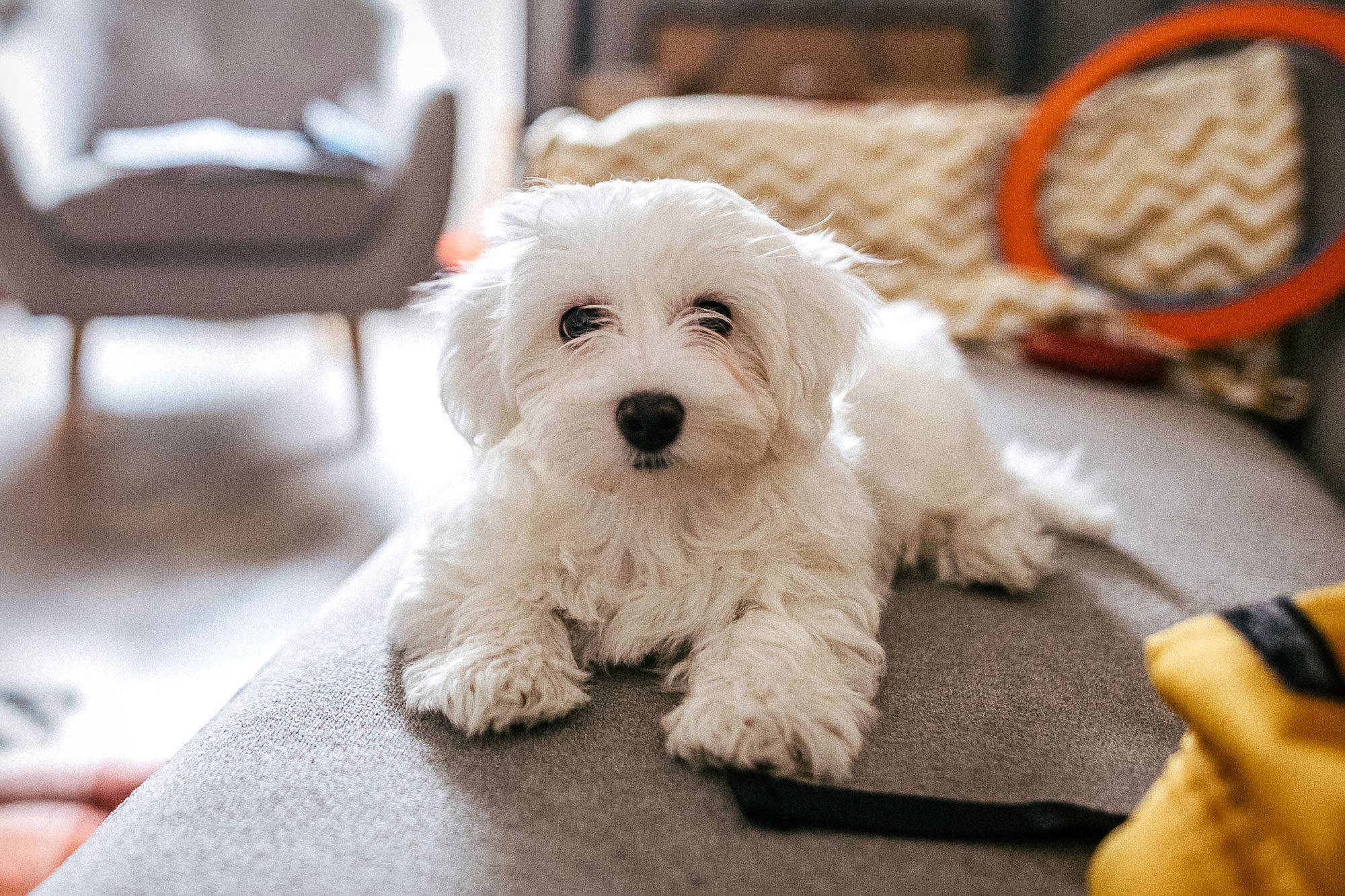A fluffy white dog lies on a gray couch in a cozy living room, with pillows and a chair in the background.