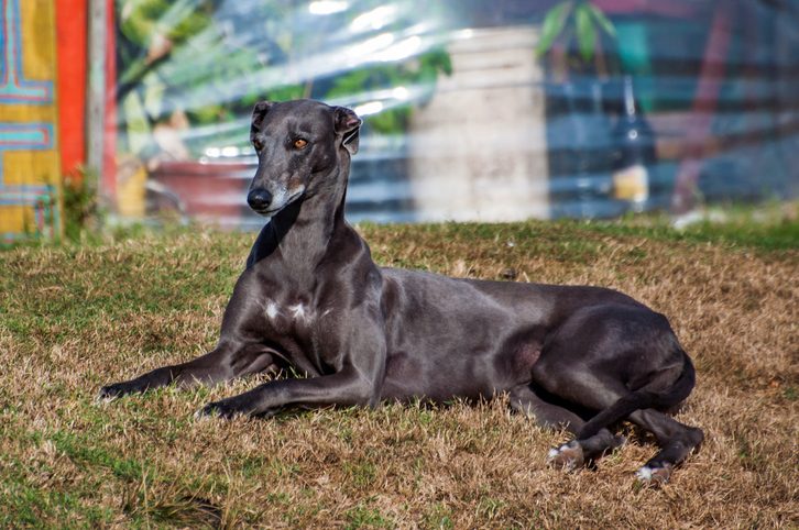Dog lies on grass, basking in the sunlight, with a blurred garden background.