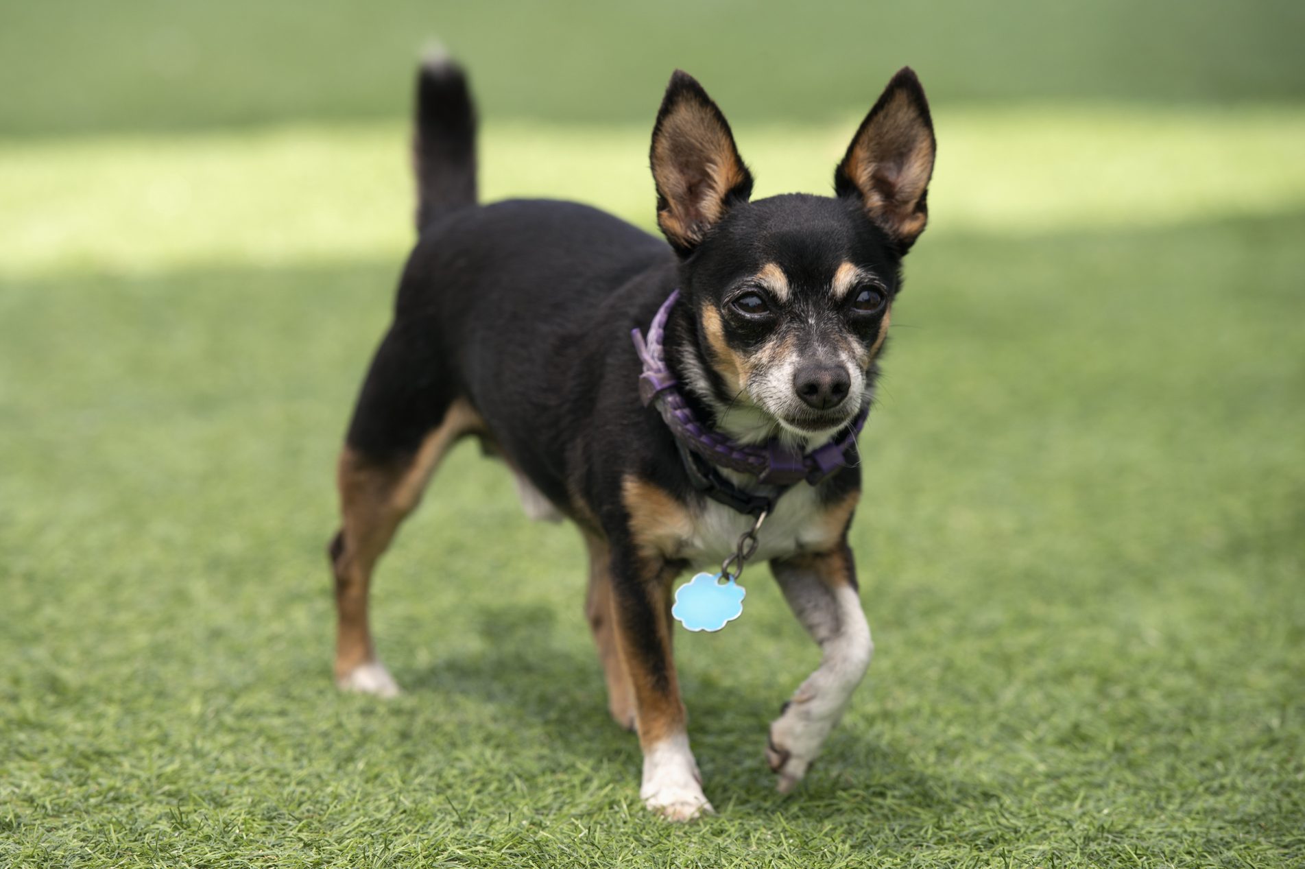 A small black dog with a tag walks on green grass, ears perked up, collar visible.