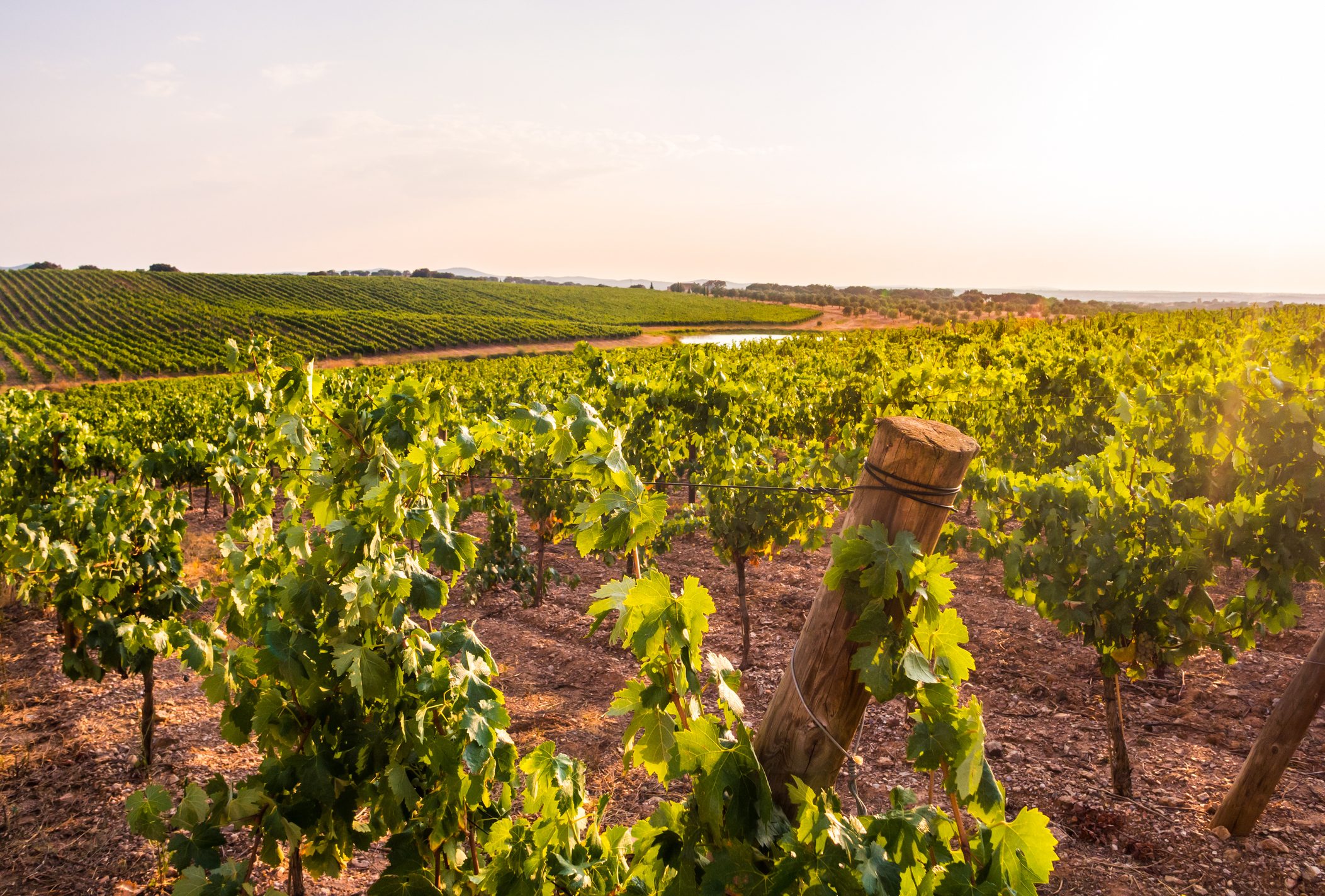 Vineyard with lush grapevines grows under a bright, setting sun, stretching across rolling hills and fields.